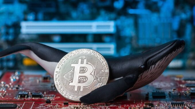 From $5 to $5 Million: Bitcoin Whale Moves BTC Mined 15 Years Ago