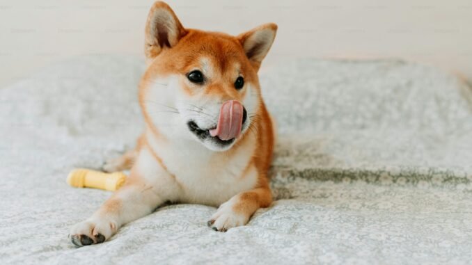 Shiba Inu