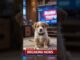Braking news puppy complaint to AI #breaking news #ai #indianews #worldnews #dog #anime #aivideo #tv