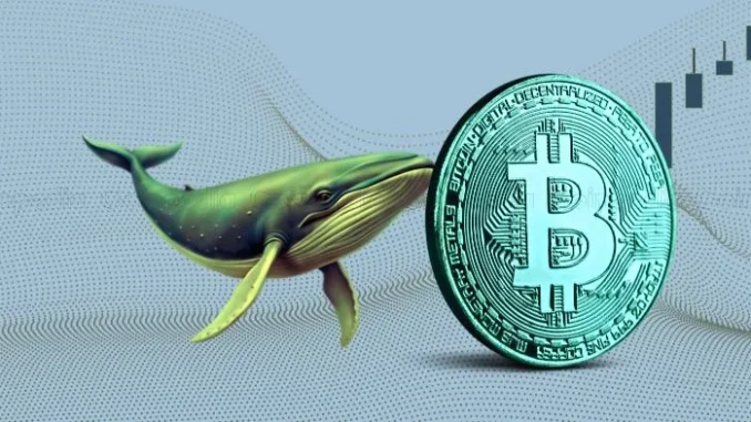 Bitcoin Nears $100k as Whales Accumulate 3,577 BTC Worth $330 Million