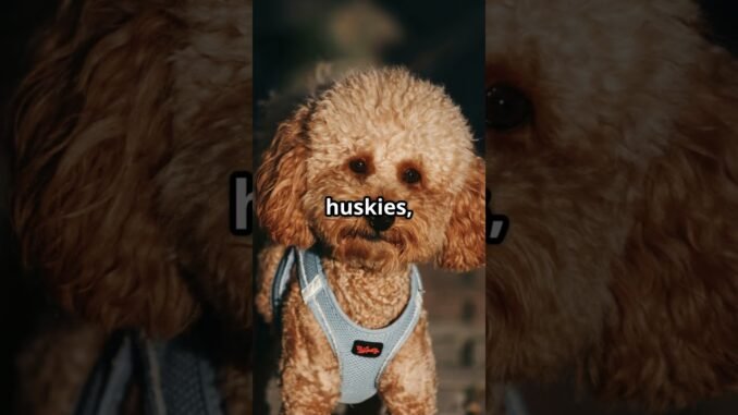 Fine tuning in AI  - A Beginner's Guide