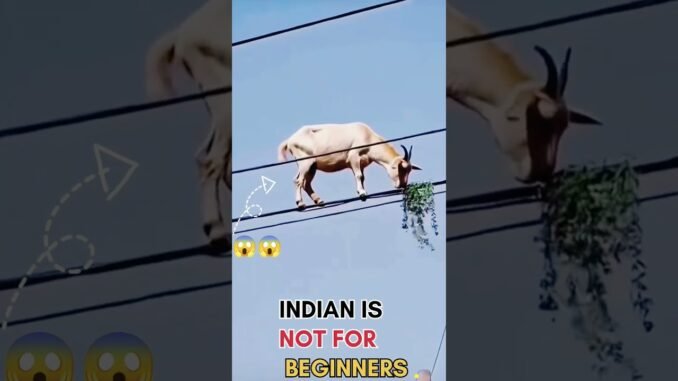 😱 INDIA IS NOT FOR BEGINNERS 😱 #viralvideo #ytshorts #ai #trending #goat #youtubeshorts