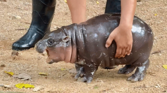 Solana Meme Coin Moo Deng Flies 530% in a Week Amid 'Macro Hopium'