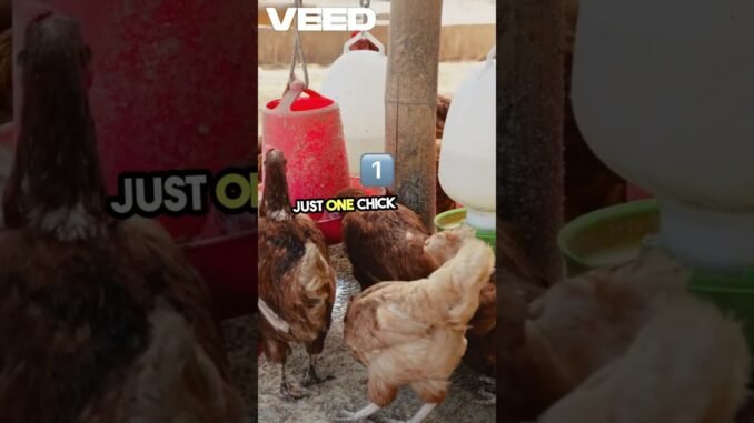 "Start a Profitable Chicken Farm at Home | Easy AI Tips for Beginners!" #chicken #youtubeshorts