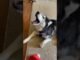 Talking Dog🗣️🐕🔥 #dog #husky #youtube #funny #pets #ai #news #fb #facebook