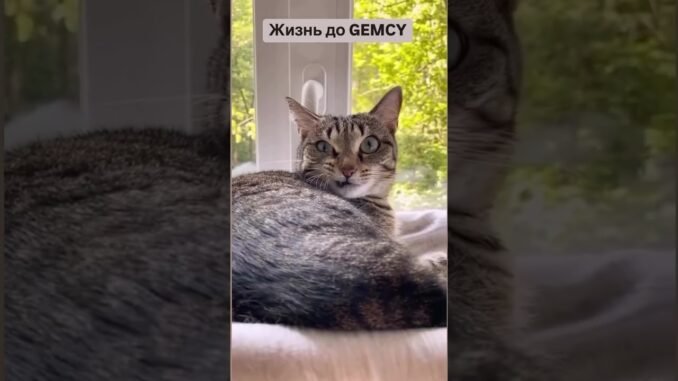 #gemcy #токенизация #инвестиции #bitcoin #бизнес #cryptocurrency я#cryptowallet #cryptonews