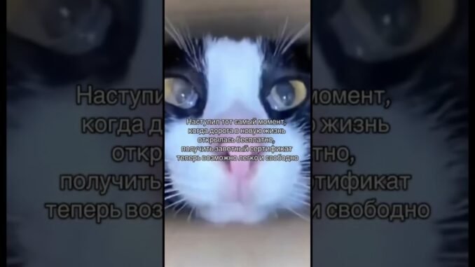 Заходи на страницу @ai.guide (инстаграм) и получай сертификат на бесплатную коуч-сессию 🎁