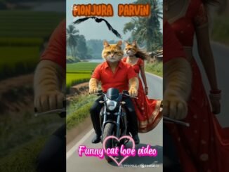 Funny cat love video #ai #cat #funny #cute #cartoon #catvideos #news #vairalshort #love #pets #short