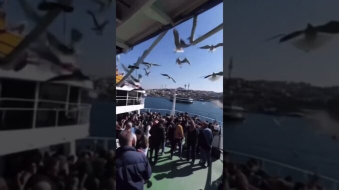 Istanbul son dakika!!#fun#funny#funny#funnyvideos#ai#aivideo#aicontent#coffee#explore#shorts#news