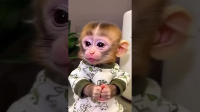 monyet lucu / monkey funny #ai #fyp #news #viral