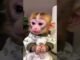 monyet lucu / monkey funny #ai #fyp #news #viral