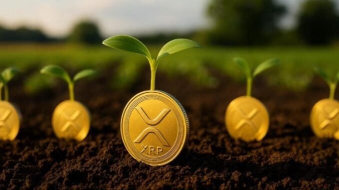 Agtech firm Nature’s Miracle launches $20M XRP treasury, eyes long-term Agtech firm Nature’s Miracle launches $20M XRP treasury, eyes long-term yield generation via staking