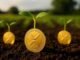Agtech firm Nature’s Miracle launches $20M XRP treasury, eyes long-term yield generation via staking