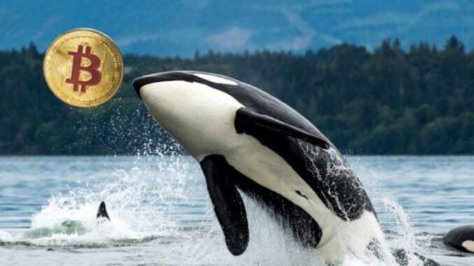 Wallet linked to Satoshi-era Bitcoin whale moves 9,000 BTC to Galaxy Digital