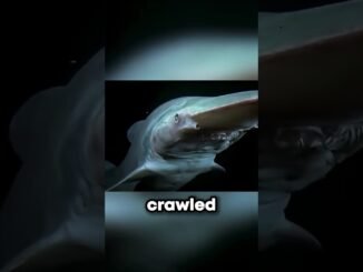 #discovery #sharemarket #cryptocurrency #dexscreener #memecrypto #digitalcurrency #stockmarket