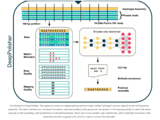 Google AI Releases DeepPolisher: A New Deep Learning Tool that Improves the Accuracy of Genome Assemblies by Precisely Correcting Base-Level Errors