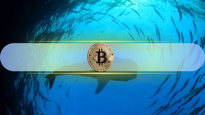 Historical Data Hints at Upward Price Momentum