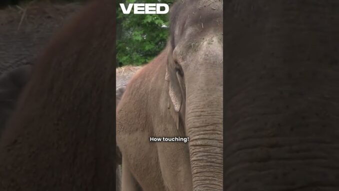 "Top 3 Smartest Animals in the World 🐬🐘🐦 | #SmartAnimals #Dolphins #Elephants#Crows #YouTubeShorts