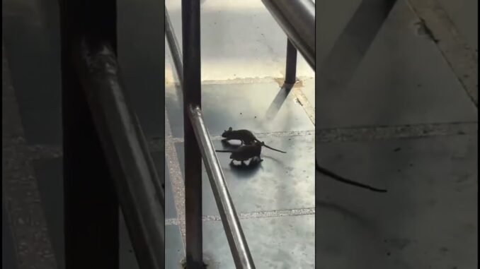 #day25 #forex  #minivlog #daytradingbitcoin #cryptotradingstrategies