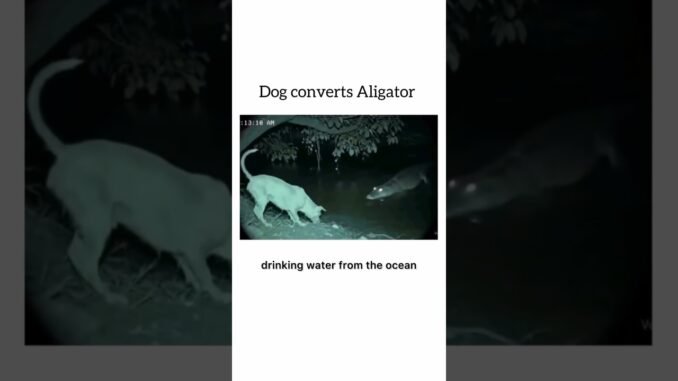 #dexscreener #cryptocurrency #solanamemecoin #memecoin #stockmarket #digitalcurrency #rugpull