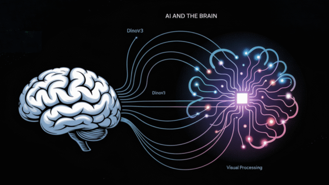 AI and the Brain: How DINOv3 Models Reveal Insights into AI and the Brain: How DINOv3 Models Reveal Insights into Human Visual Processing
