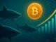 Bitcoin Sharks Add 65K BTC In 7 Days: Supply Squeeze Setup Strengthens