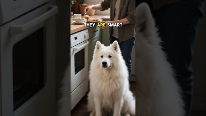SAMOYEDS Explained by AI ✨ for BEGINNERS! Good DOG 101 Training Tips & Facts! #barking #grooming
