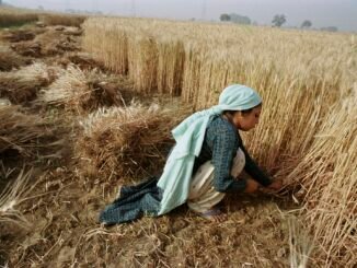 Illustrative image of crops for article on AI agriculture.