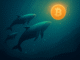 Bitcoin Whales