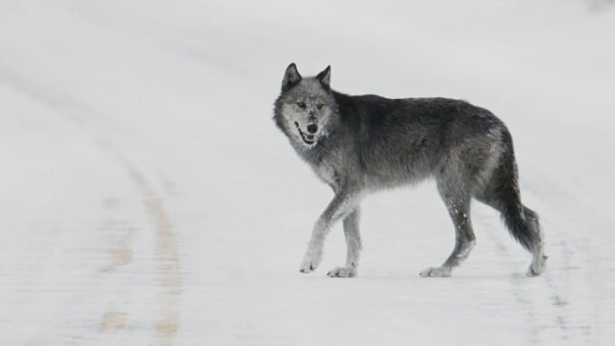 Autonomy in the real world? Druid AI unveils AI agent 'factory'