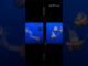 Deep sea creatures|| #Marine water #Chatgpt#Piyush