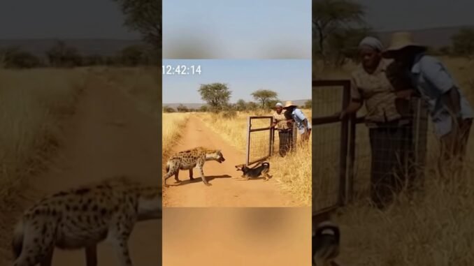 Field Path Hyena — Mongrel Rushes, Herder Guides Inside | AI Security Cam