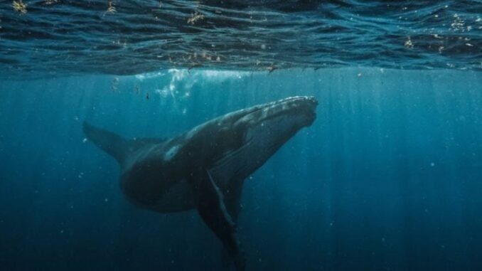 Hyperliquid sees largest single liquidation order at $21.4M in BTC-USD Hyperliquid sees largest single liquidation order at $21.4M in BTC-USD