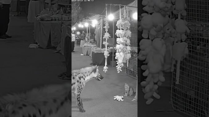 Night Bazaar Hyena — Market Cat Swats, Vendor Guides Inside | AI IR Cam