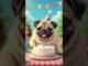 Pug having Birthday #shortsfeed #funnyanimals #funnydogs #chatgpt #viralvideo