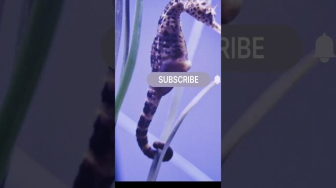 Seahorse in danger 😈❓|poison injection #new #facts #ai #news #viral #deepsea