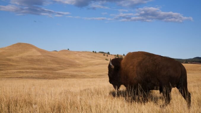 The Roughrider Coin: North Dakota Pioneers State-Backed Crypto For 2026 North Dakota