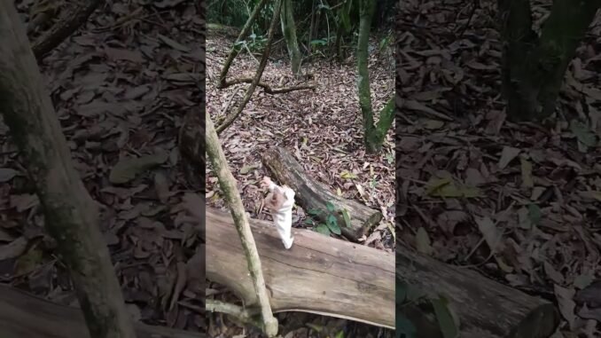 $Tibúrcio https://dexscreener.com/solana/BdFBT2ARJipCgktsMuc4QPva9tpcbdToSEAusYFj8Cqs