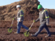 When dirt meets data: ScottsMiracle-Gro saved $150M using AI