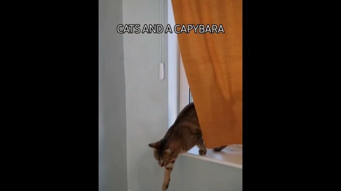 #capybara and cats, created with Grok, AI