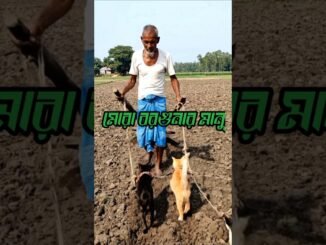 মোরা বরগুনার মানু #chatgpt #অনুপ্রেরণা #AI #tending #reelsfypシ #geminimanchallenge #aiphotoediting