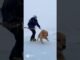 Golden Retriever: Glacier Crevasse Bear Trap! Hero Guides Guide to Save Puppy #dog #goldenretriever