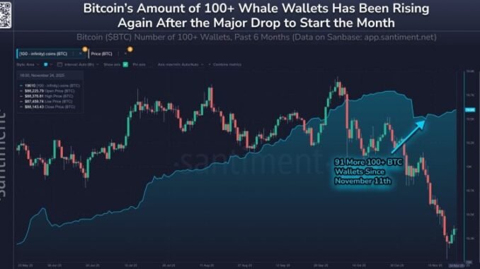 Santiment observes surge in Bitcoin wallets holding 100 BTC