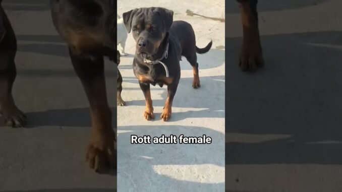 #roblox #roti #rottweiler #ai #news #labrador #car #white #jesus #bhojpuri #keşfet #bhojpuri #kids