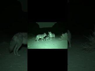 AI Story 🐺🦊 Coyote Finds a Lost Wolf and Guides Him Back Home