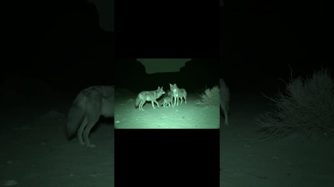 AI Story 🐺🦊 Coyote Finds a Lost Wolf and Guides Him Back Home