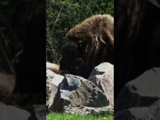 AI Will Destroy Fiat Money? Elon Musk Says Bitcoin Is the Future