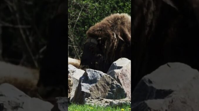 AI Will Destroy Fiat Money? Elon Musk Says Bitcoin Is the Future