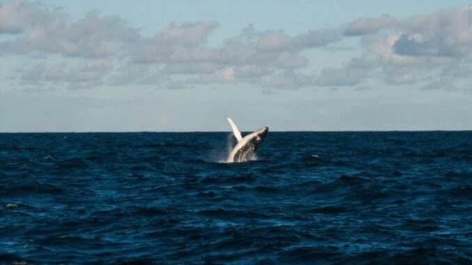 Bitcoin OG faces $12.5M unrealized loss on $617M long position