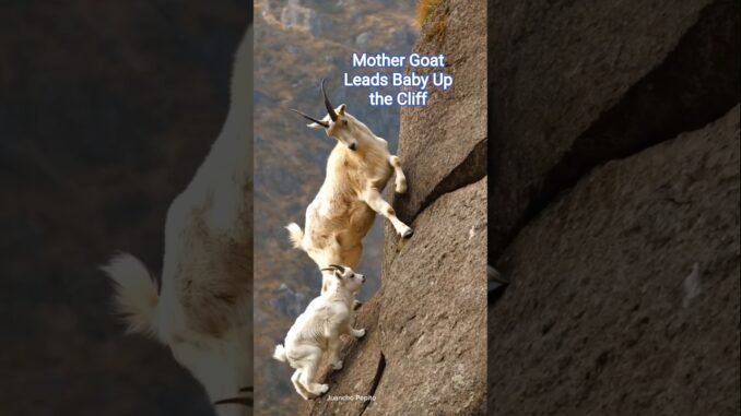 Mother Mountain Goat Guides Baby Up a Vertical Cliff #MountainGoat #GoatLife #Cliffside